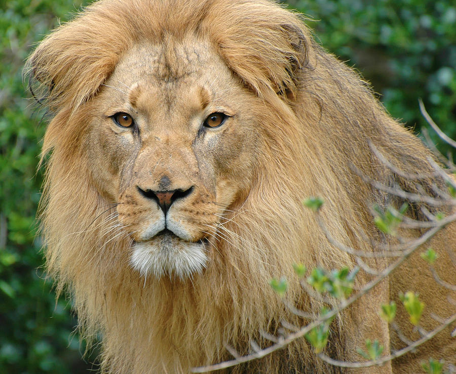 Lion Stare Photograph by Clarence Alford - Pixels