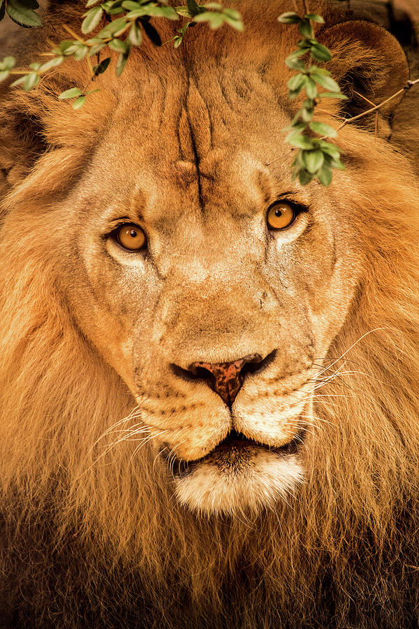 Lion Stare Photograph by Don Johnson
