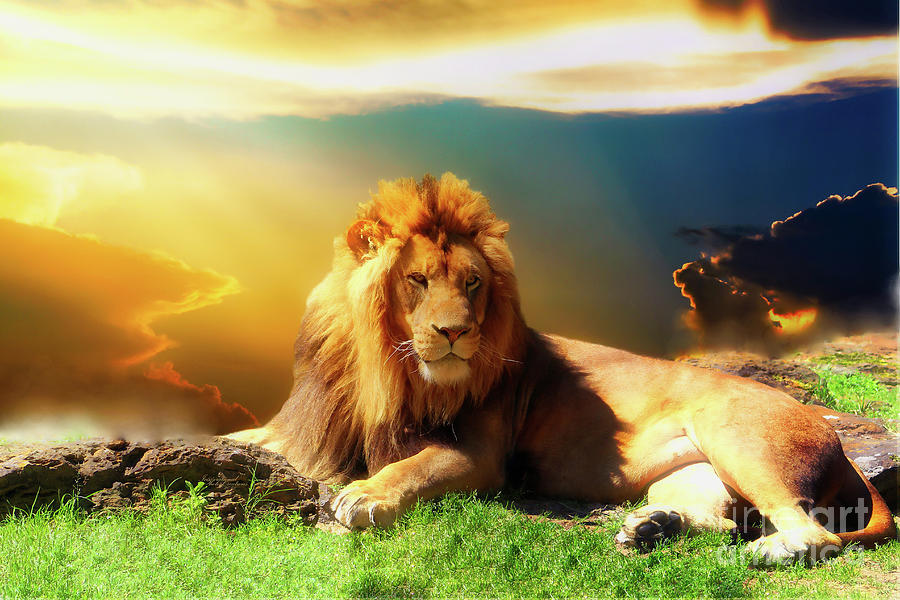 Sunset Photograph - Lion Sunset by Inspirational Photo Creations Audrey Taylor