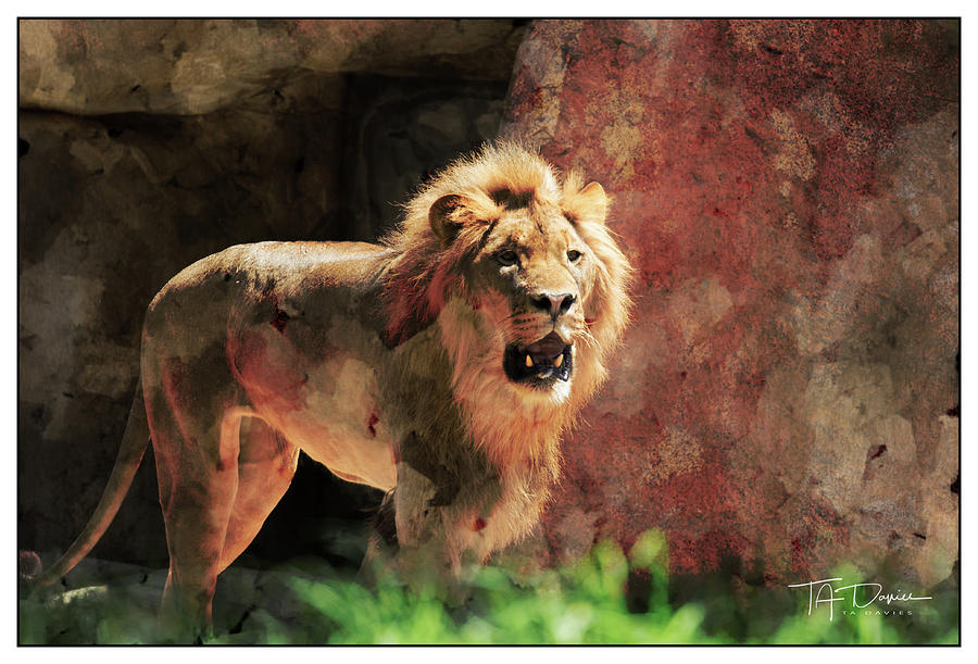 Lion by T A Davies Lion by T A Davies