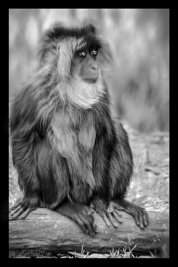 Ape Photograph - Lion tailed macaque by LeeAnn McLaneGoetz McLaneGoetzStudioLLCcom
