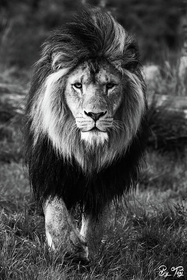 Lion Photograph - Lion by RT Photography Lion Photograph - Lion by RT Photography