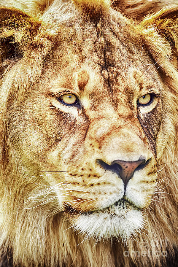 Lion is the King of the Jungle Photograph by David Millenheft