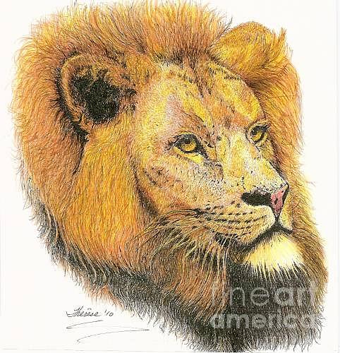 King Of The Jungle Drawing - Lion by Bill Hubbard