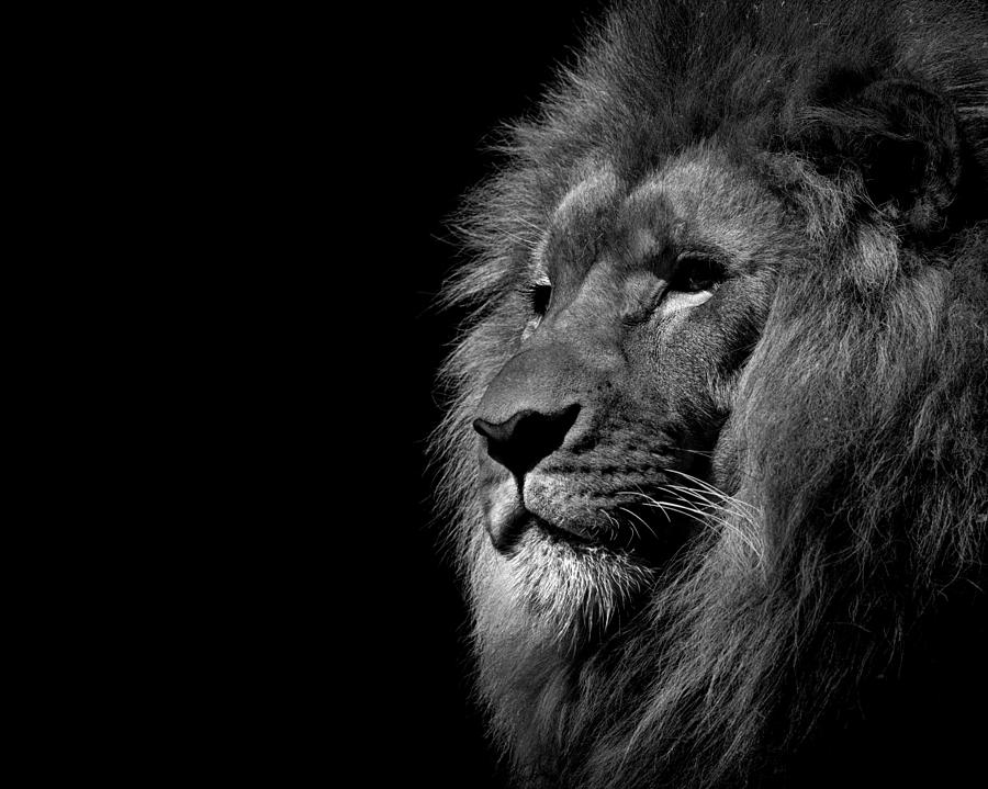Lion Photograph by Travis Simpler - Fine Art America