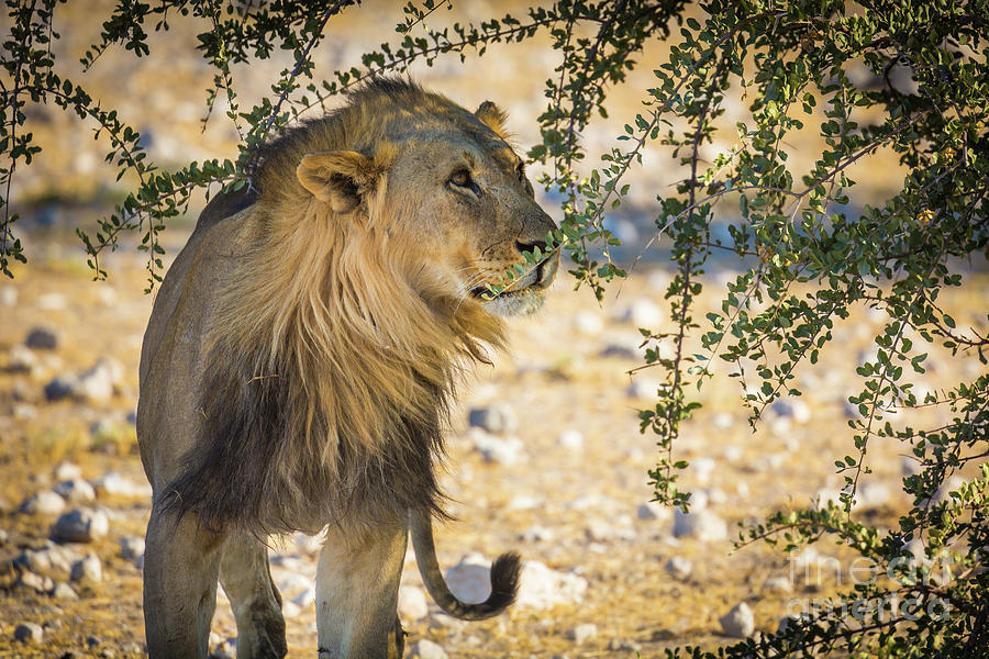 Lion Under Acacia Tree Photograph by Inge Johnsson