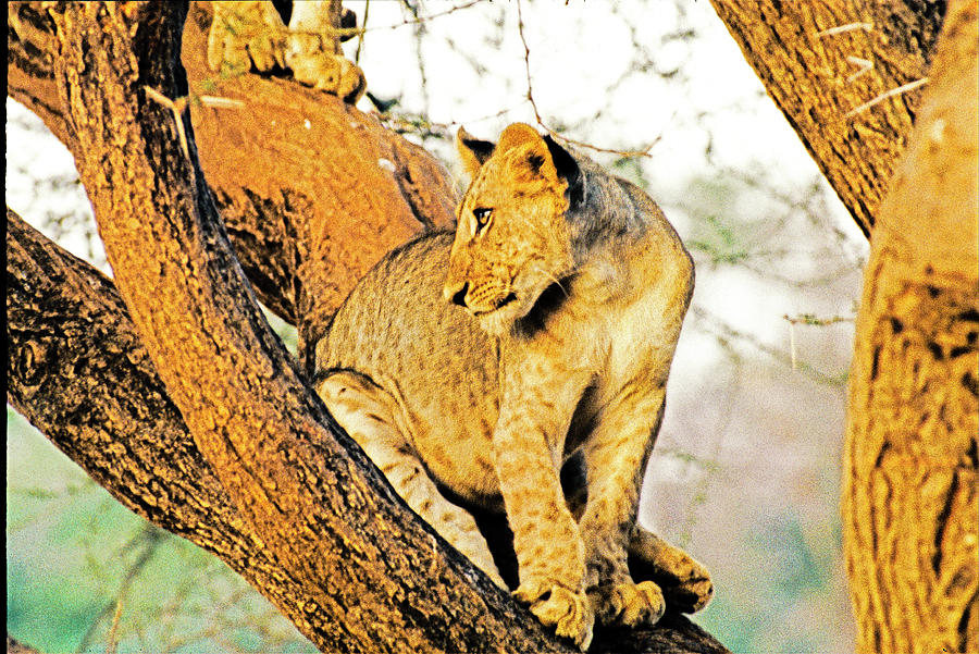 Young Lion up a tree Photograph by Patrick Kain