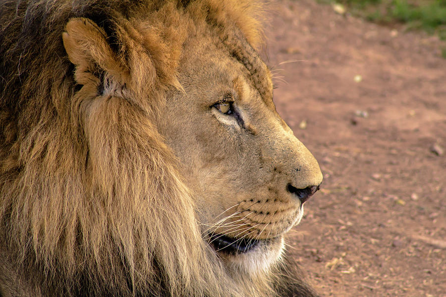 Lion waits Photograph by Darrell Foster