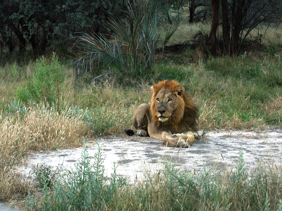 Lion Watching Photograph by Karen Zuk Rosenblatt