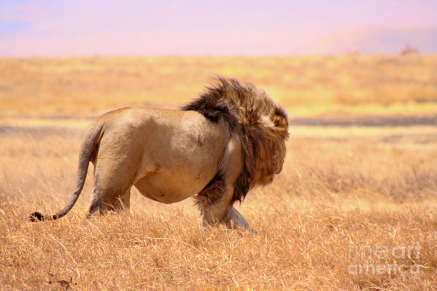 The Fattest Lion In The World