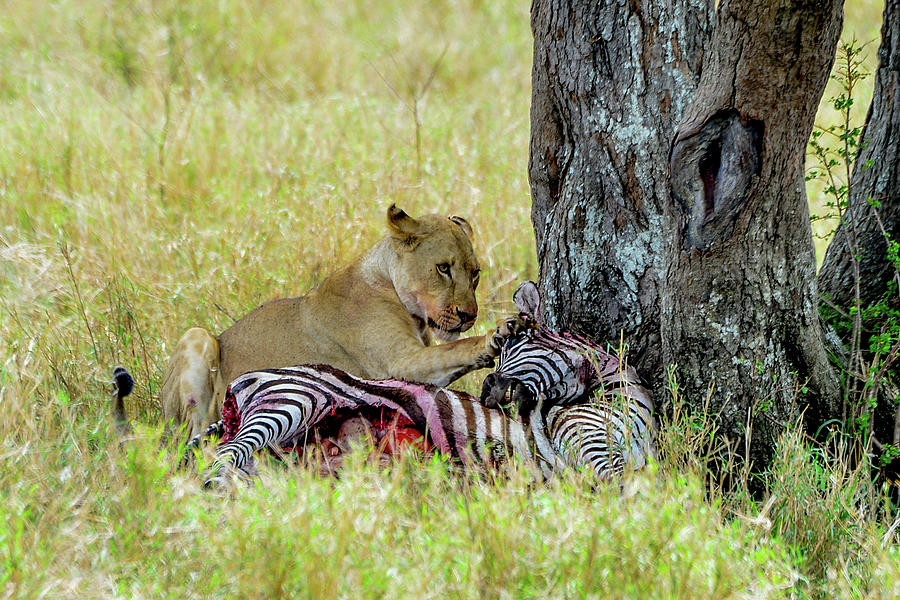 Lion with Zebra Kill Photograph by Marilyn Burton