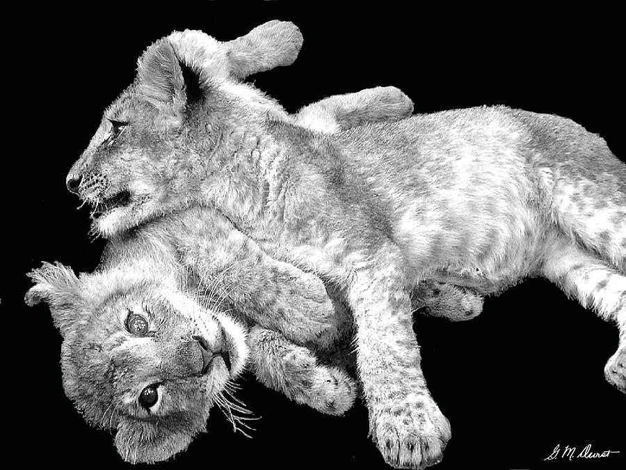 Black And White Photograph - Lion Wrestling BW by Michael Durst
