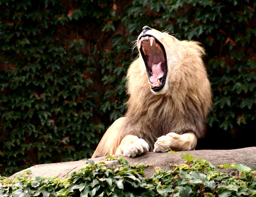 Lion Yawn Photograph by B Rossitto