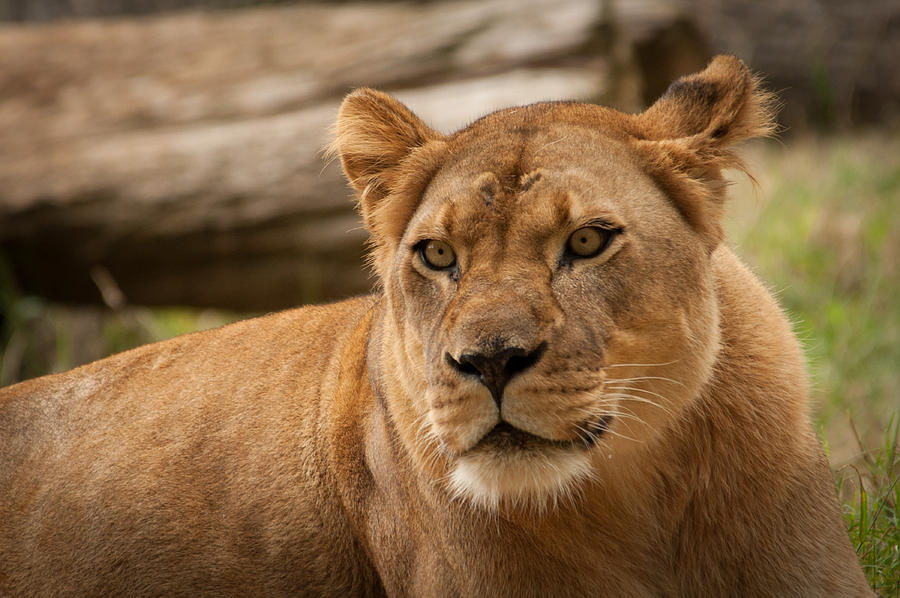Lioness 2 Photograph by Joye Ardyn Durham