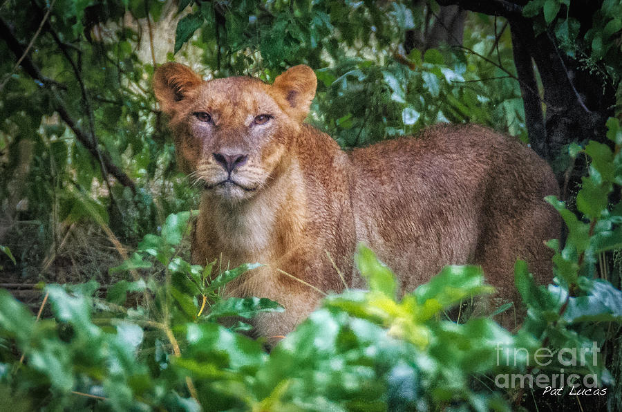 Lioness 2 Photograph by Pat Lucas