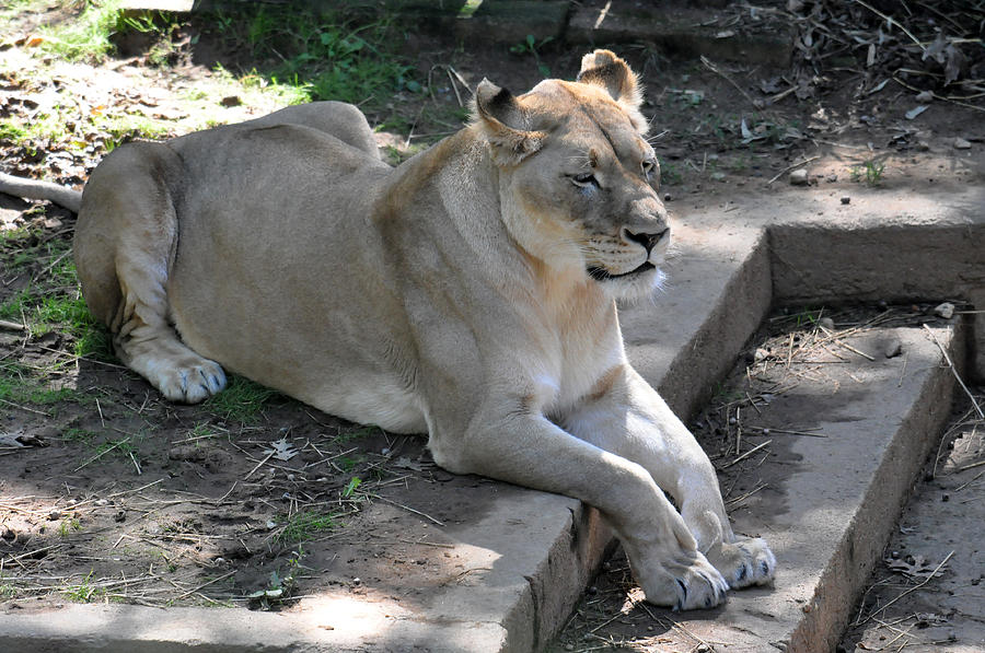 Lioness 2 Photograph by Teresa Blanton
