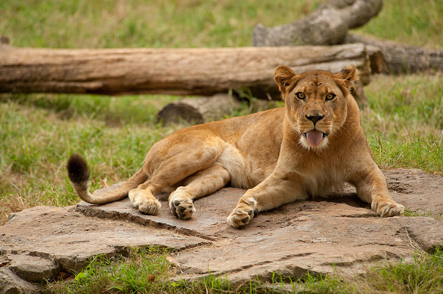 Lioness 5 Photograph by Joye Ardyn Durham