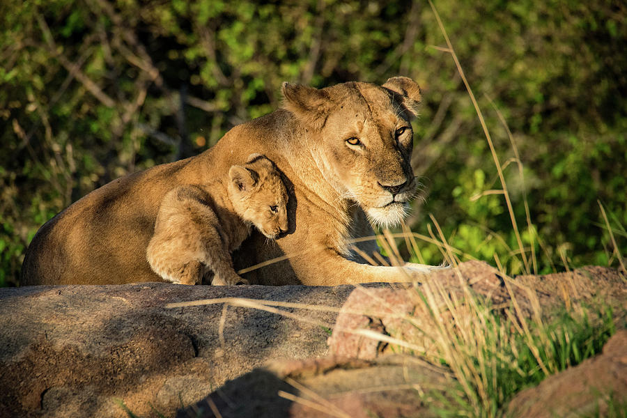 Lioness and Cub 1203 Photograph by Janis Knight