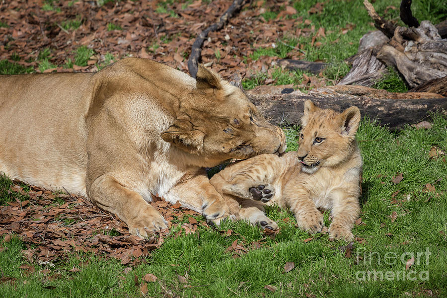 Lioness and Cub Photograph by Karen Jorstad