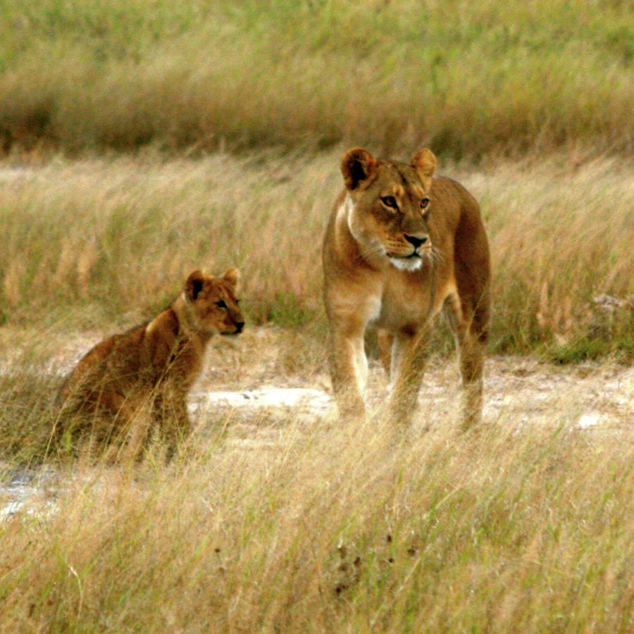 Lioness and Cub Photograph by Karen Zuk Rosenblatt