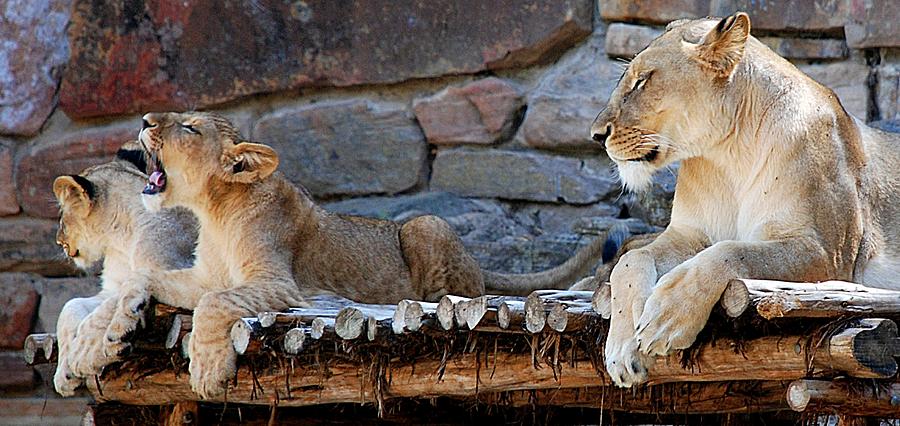 Lioness and Cubs Photograph by Kenny Glover