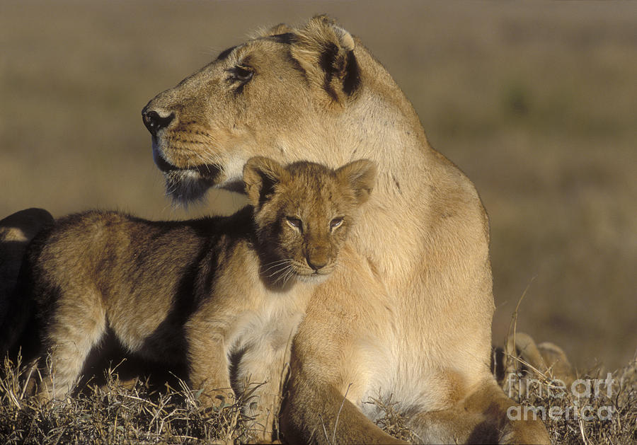 Lioness And Her Cub  Photograph by Sandra Bronstein