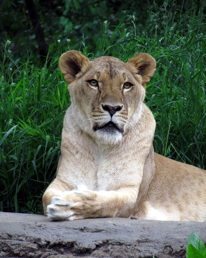 Lioness at Rest Photograph by George Jones