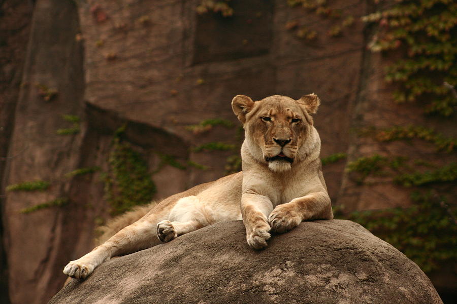 Lioness Photograph by B Rossitto