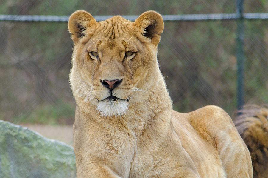 Lion Photograph - Lioness by Bob Cuthbert