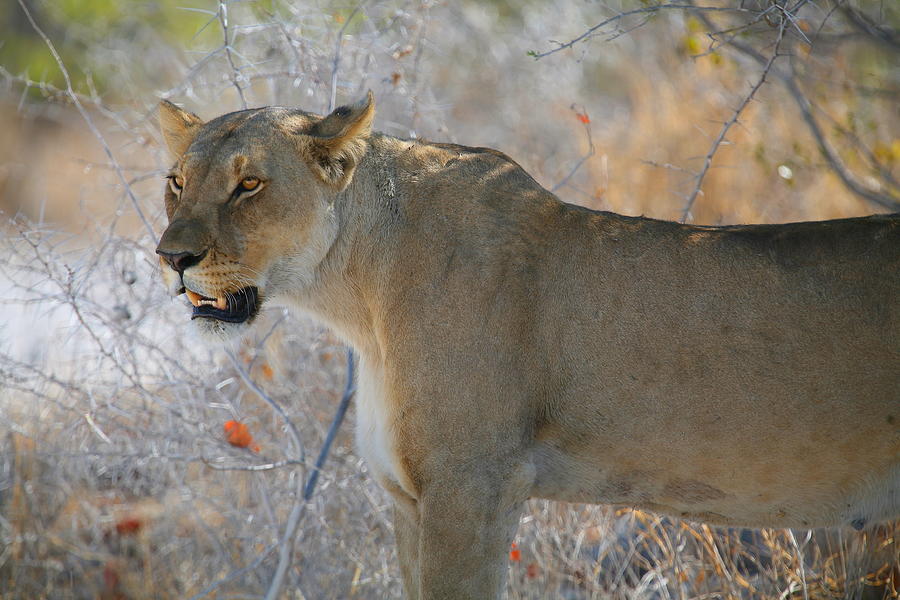 Lioness Photograph by Bruce J Robinson