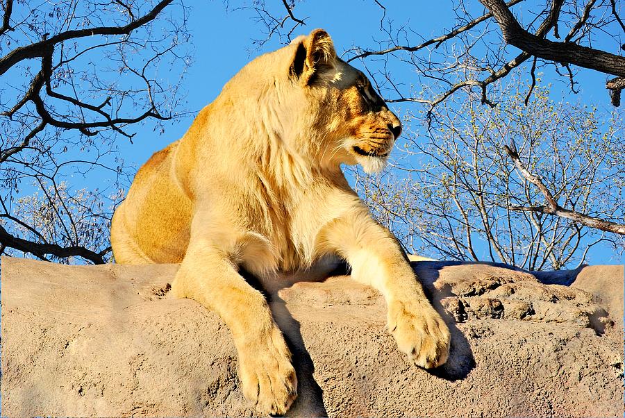 Lioness Photograph
