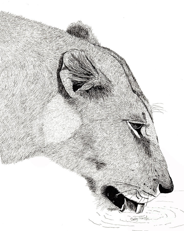 Lioness Drawing by Cathy Siewert
