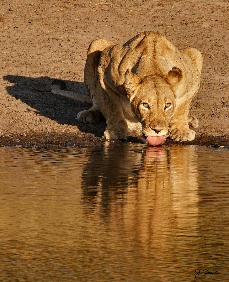 Lioness Drinking Photograph by Joe Bonita