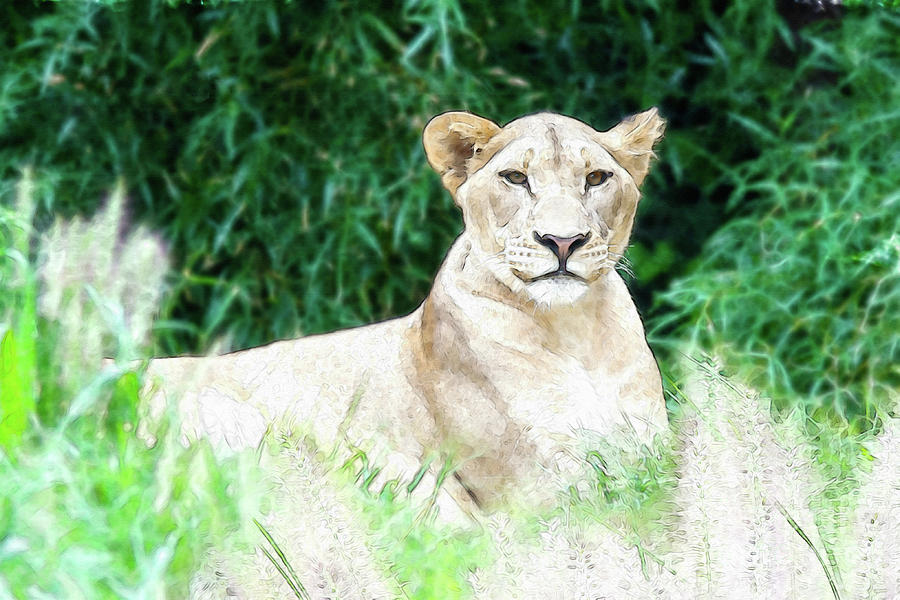 Lioness Photograph by Ed Taylor