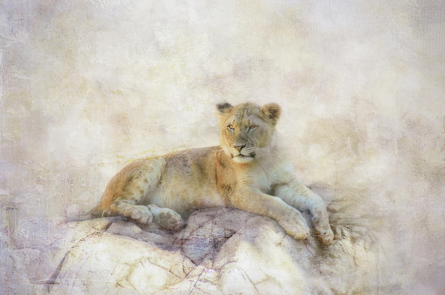 Wildlife Digital Art - Lioness Ever Watchful by Terry Davis