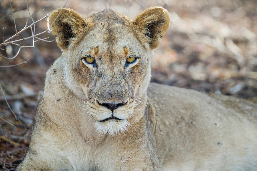 Lioness Photograph by Fran Gallogly