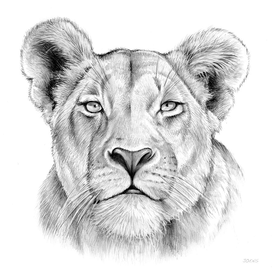 Lioness Drawing by Greg Joens