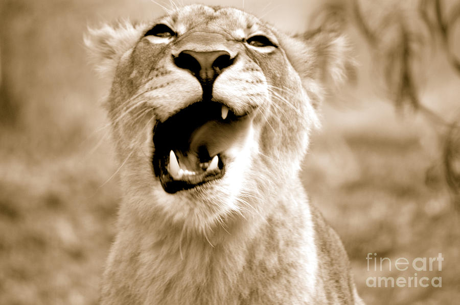 Lioness lets out a roar for her entire pride to take notice of.  Photograph by Gunther Allen