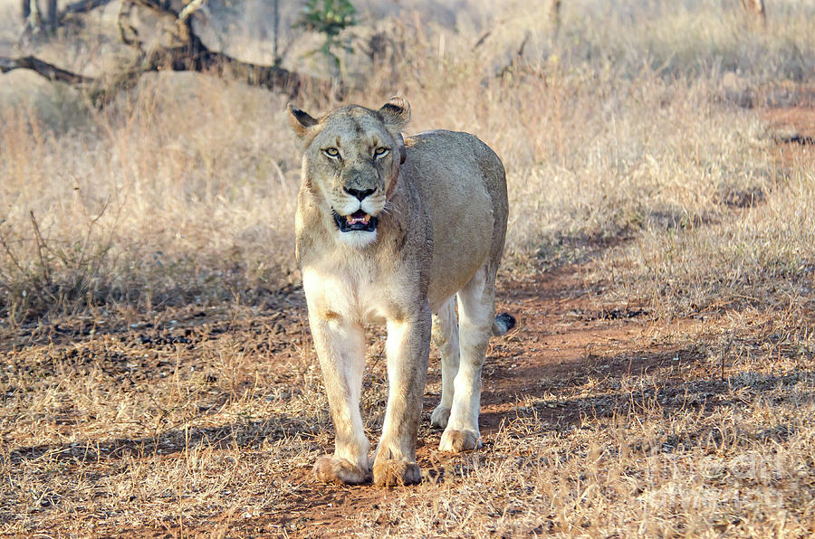 Lioness in Kruger Photograph by Pravine Chester