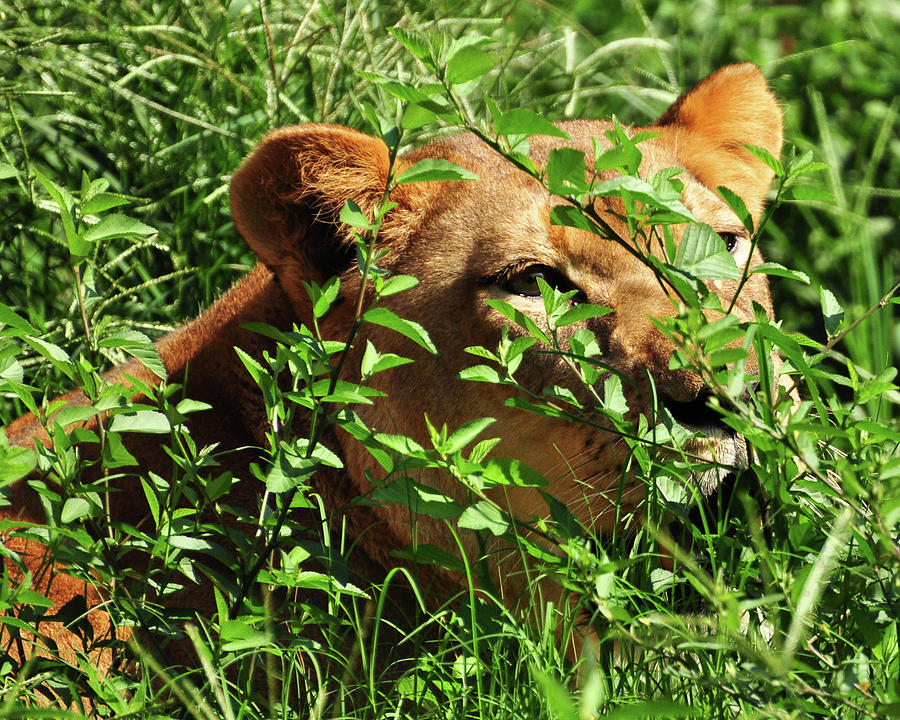 Lioness in the grass Photograph by Susan Cliett
