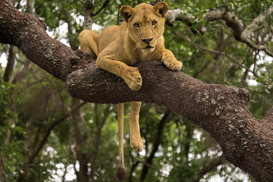 Lioness In Tree Photograph by Soldiers For Wildlife Organization