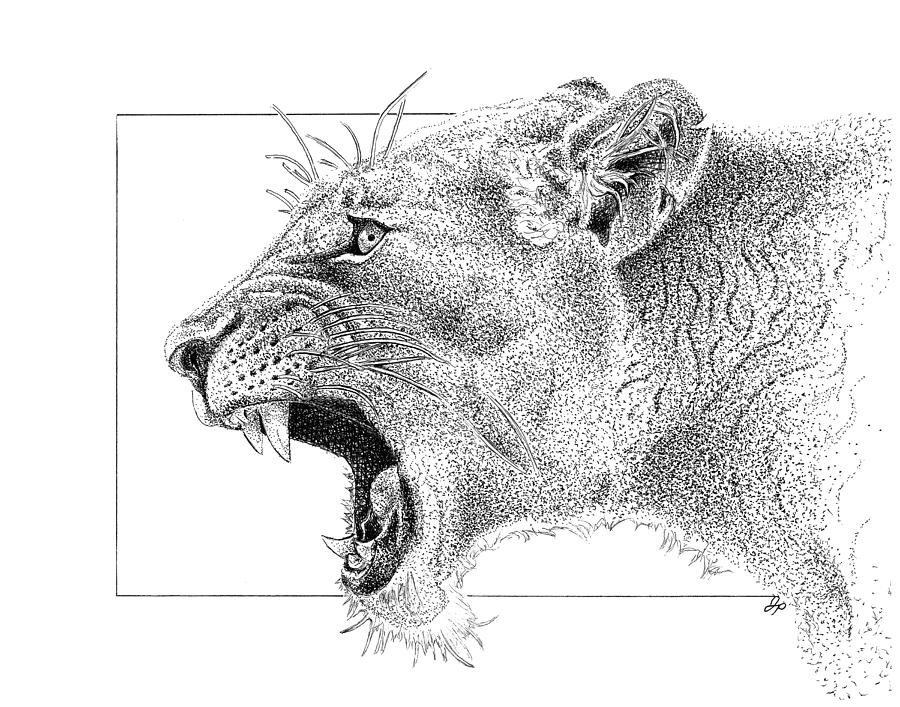 Wildlife Drawing - Lioness by John Prehart