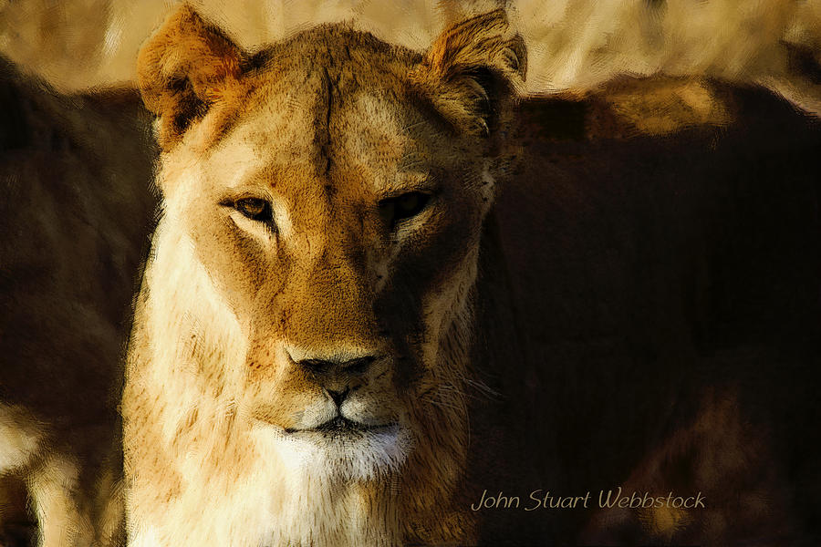 Lioness Photograph by John Stuart Webbstock