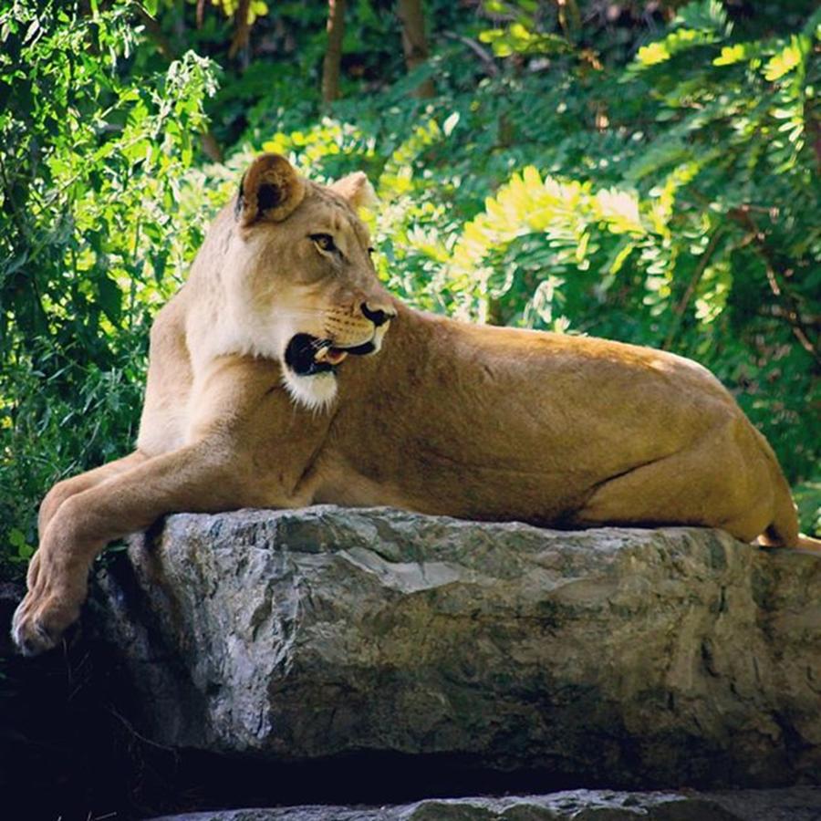 Buffalo Photograph - Lioness by Justin Connor