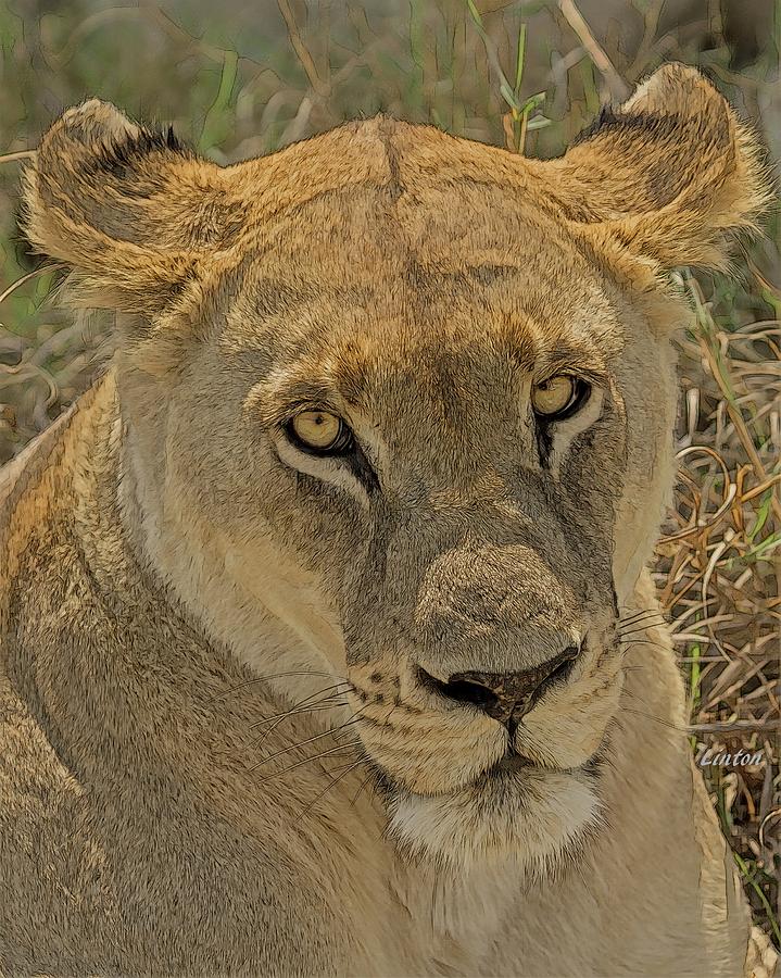 Lioness Digital Art by Larry Linton