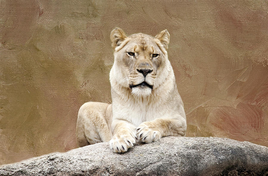 Lioness Photograph by Laura Greene