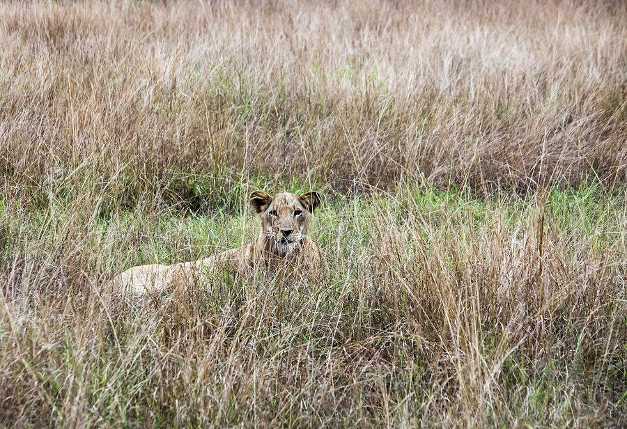 Lioness laying Queen Elizabeth National Park, Uganda Photograph by Karen Foley