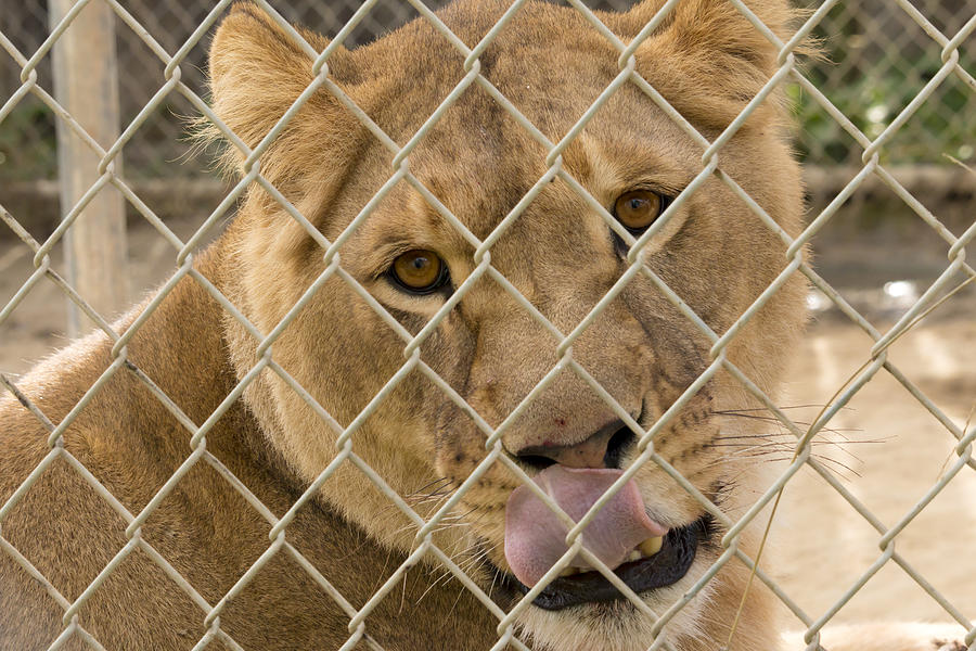 Lioness Licks Photograph by Travis Rogers