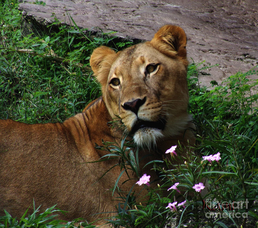 Lioness Love Photograph by Kami Catherman