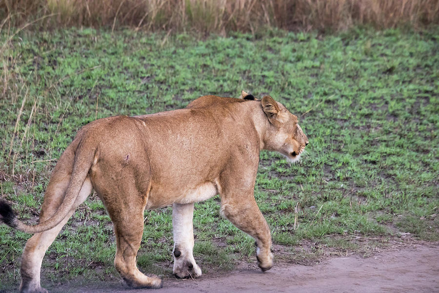 Lioness on dirt road Queen Elizabeth National Park, Uganda Photograph by Karen Foley